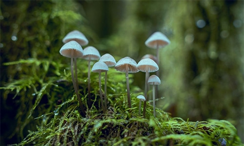 Pengertian Fungi